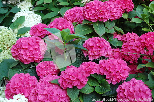 Image of pink flowers