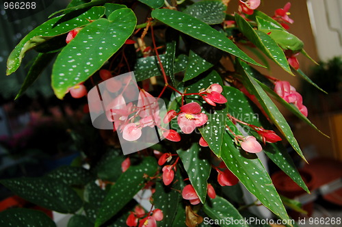 Image of begonia