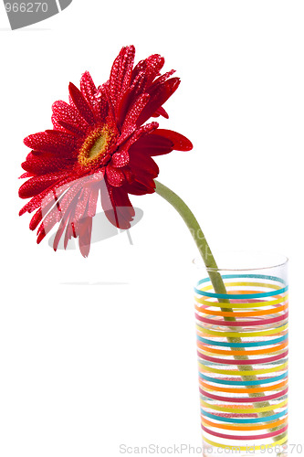 Image of red gerbera 