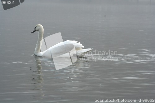 Image of Swan in the Fog