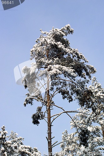 Image of Tree in Winter