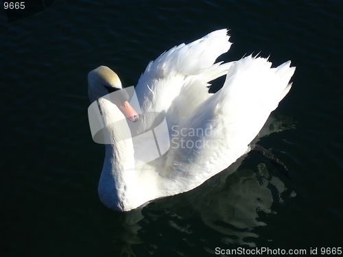 Image of Swan