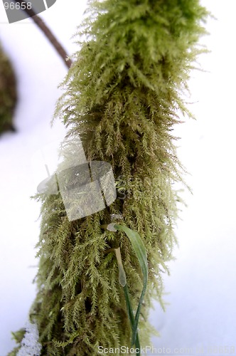 Image of Mossy Branch