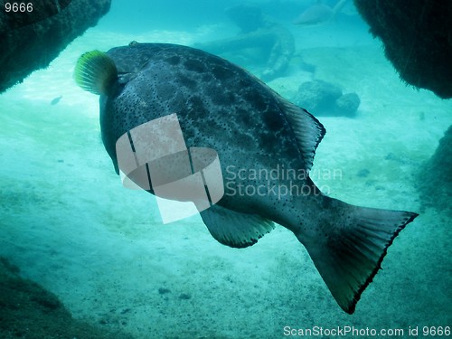 Image of Blue fish