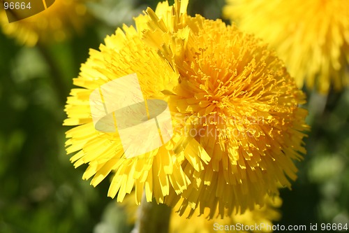 Image of Dandelion