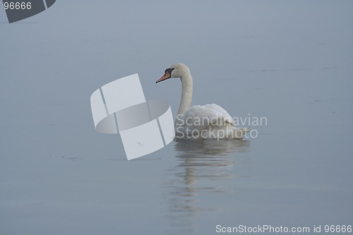 Image of Swan