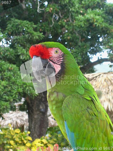 Image of Parrot