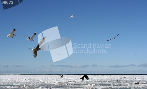 Image of Birds in Winter