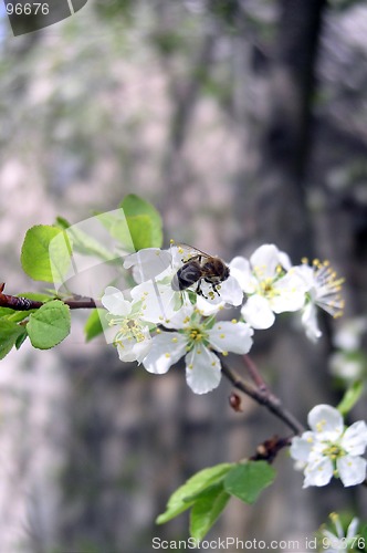 Image of Spring Scene