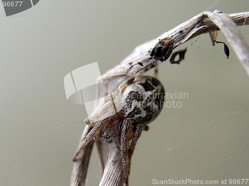 Image of Spider