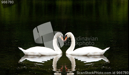 Image of Romantic Swans