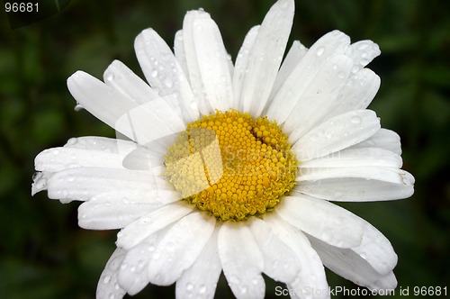 Image of Daisy