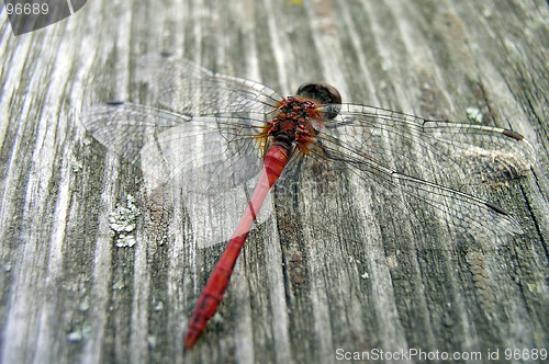 Image of Dragon-Fly