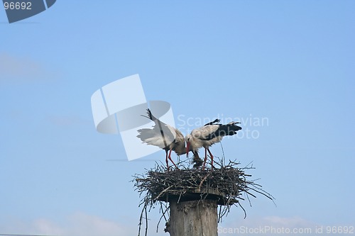 Image of Storks