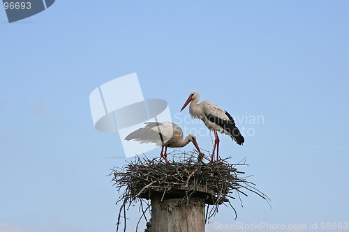 Image of Storks