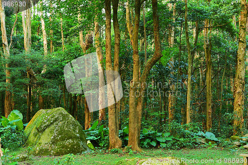 Image of green forest