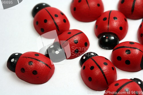 Image of Ladybirds