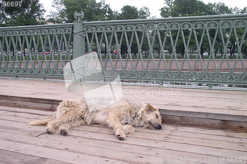 Image of Dog in Sleep