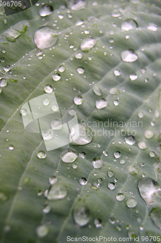 Image of Leaf and Water