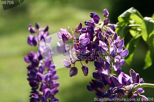 Image of Lupin