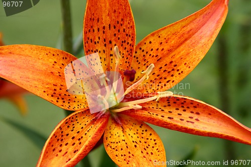 Image of Lily