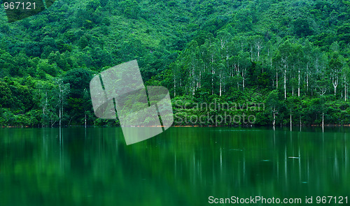 Image of lake with tree