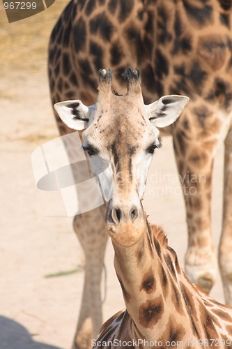 Image of giraffe