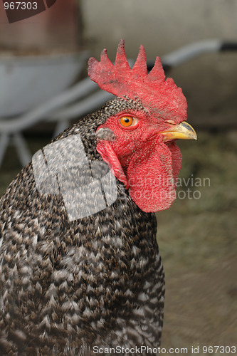 Image of head of roaster 