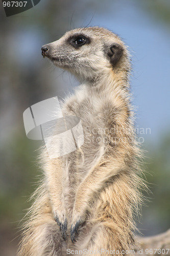 Image of suricata