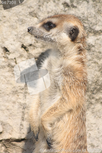 Image of suricata