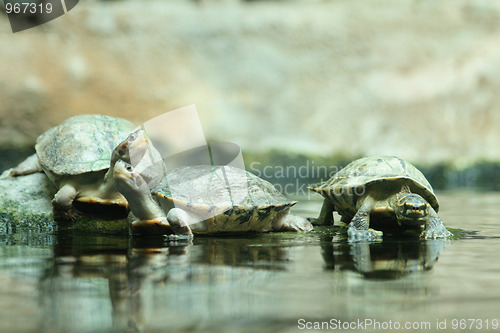 Image of  small turtles as friends in the water 