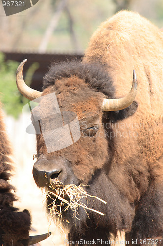 Image of bison