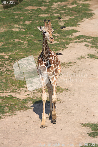 Image of giraffe