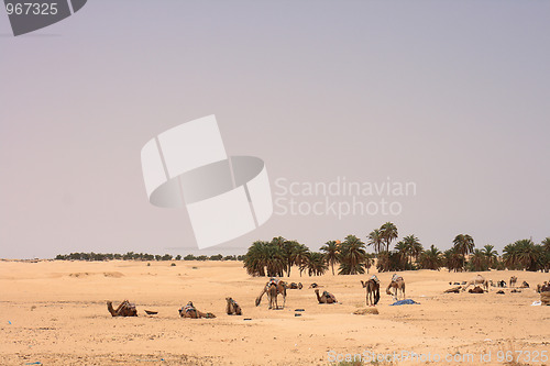 Image of sahara with camels