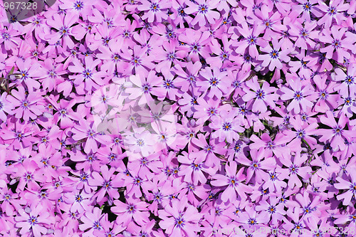 Image of violet flowers