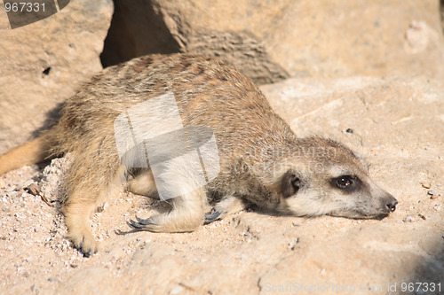 Image of suricata