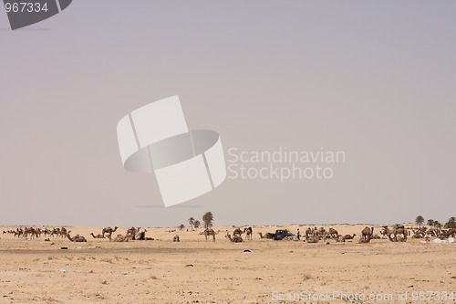 Image of sahara with camels