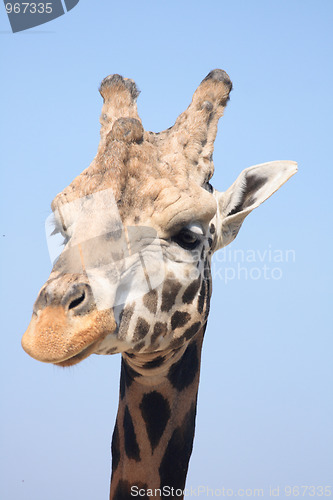 Image of giraffe