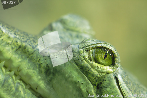 Image of crocodile eye