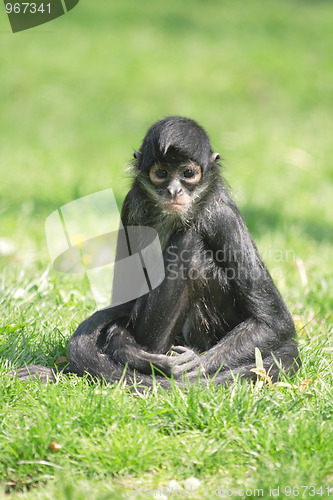 Image of monkey