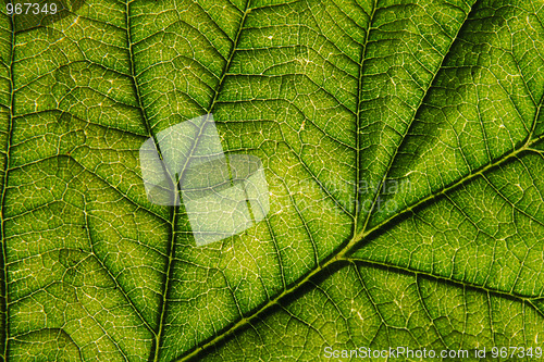 Image of green leaf background