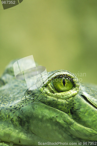 Image of crocodile eye