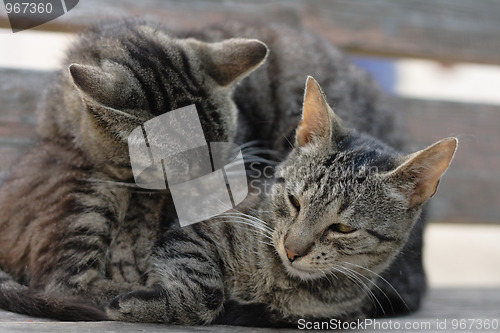 Image of two cats