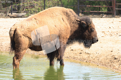 Image of bison 