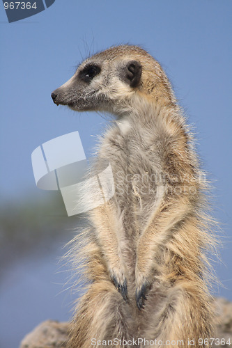 Image of suricata