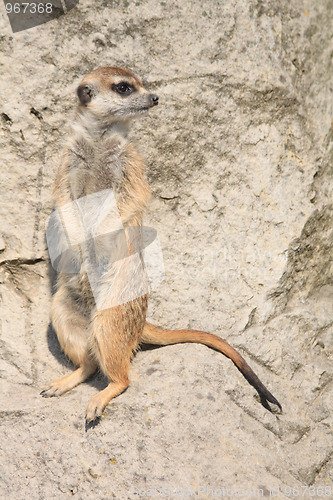 Image of suricata