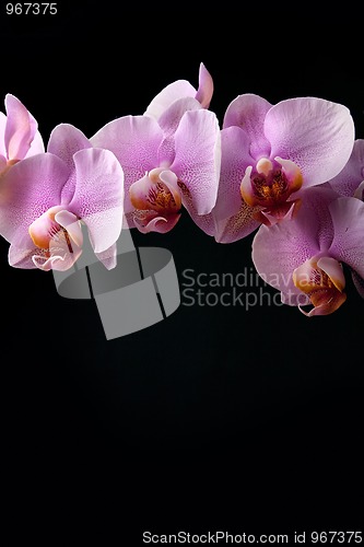 Image of Pink Orchid