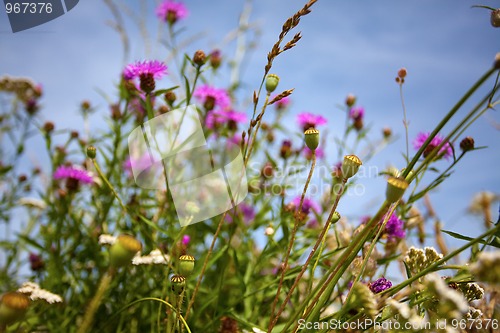 Image of Summer meadow