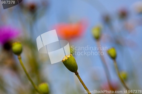 Image of Wild Poppies