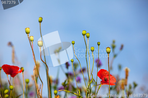 Image of Wild Poppies